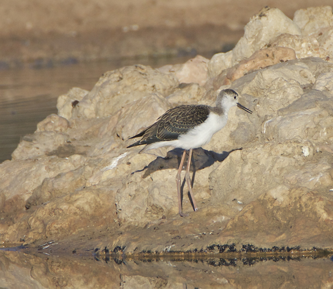 295 blackwinged stilt 100.jpg