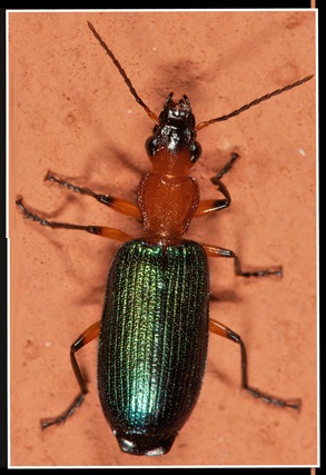 Lipostratia elongata.jpg