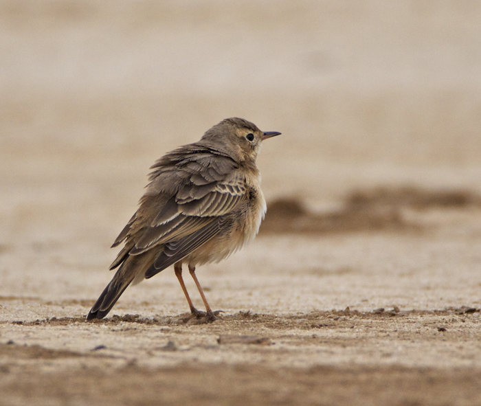 719 buffy pipit 60.jpg