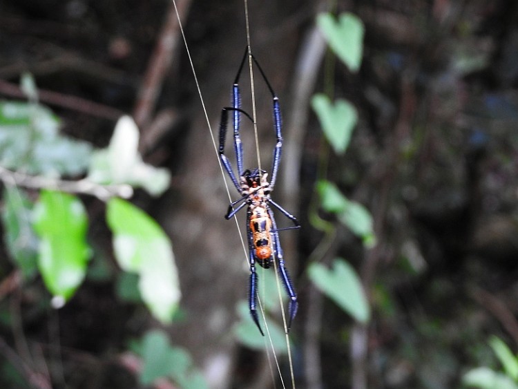 Trichonephila fenestrata.jpg