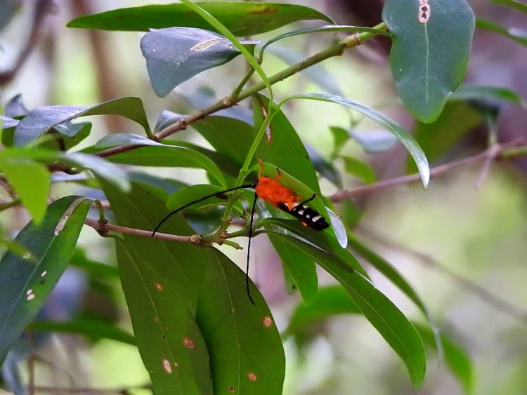 Leuconitocris nigricornis.jpg