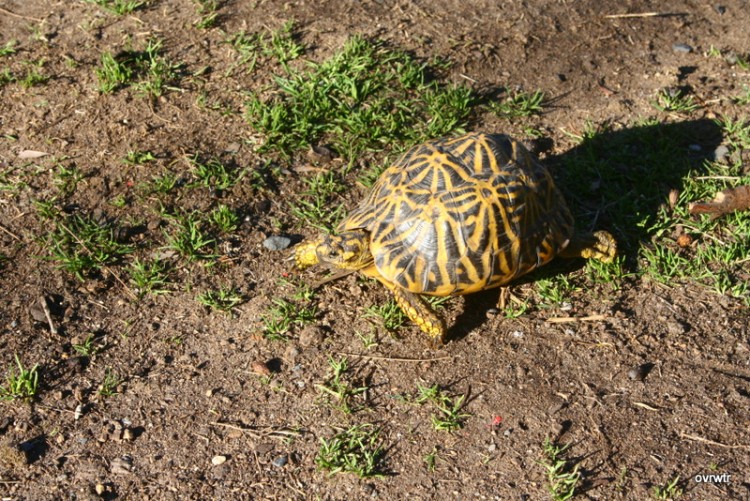 Psammobates geometricus Geometric Tortoise.jpg