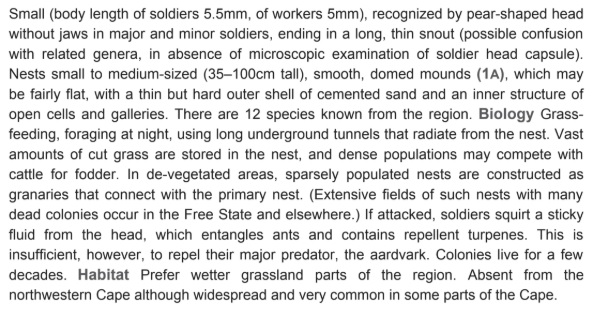 Snouted Harvester Termites.jpg