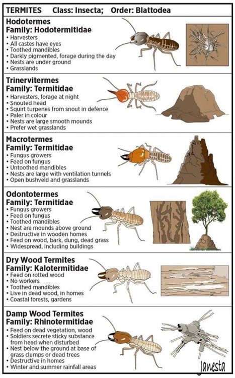 Termites 2.jpg