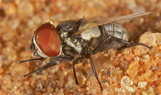 walkingFly.jpg