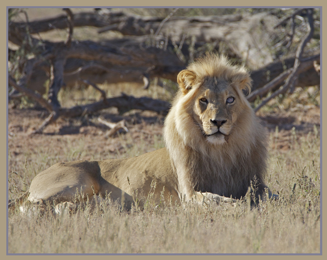 lion9.jpg