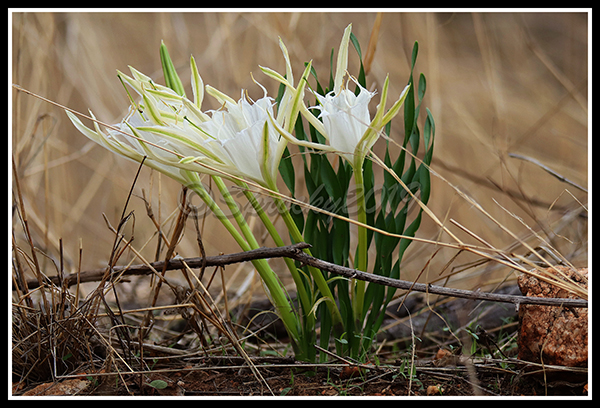 Griitje Pancratium tenuifolium.jpg