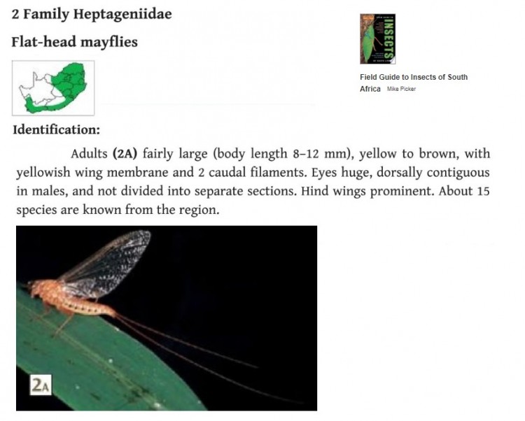 Picker Heptageniidae.jpg