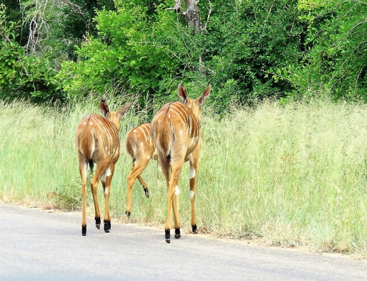 IMG_5361 Nyala.JPG