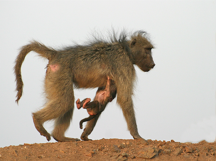 9. baboon.jpg