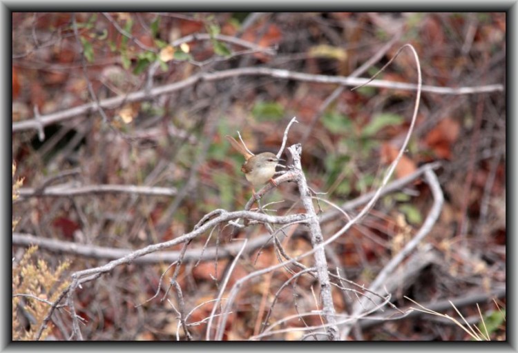 1-27 Tawny-flanked Prinia..jpg