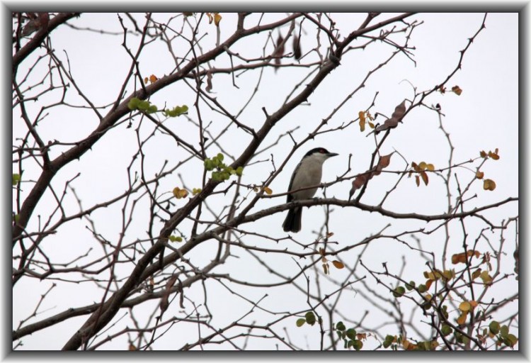 1-28Black-backed Puffback.jpg