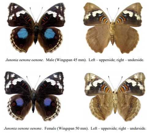 Junonia oenone oenone.jpg