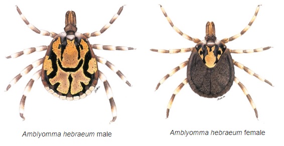 Amblyomma hebraeum.jpg