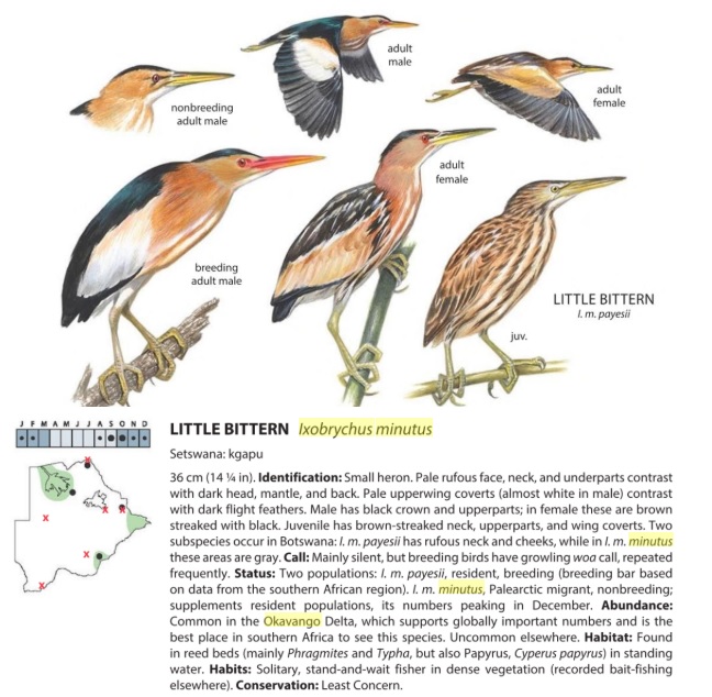 Little Bittern.jpg