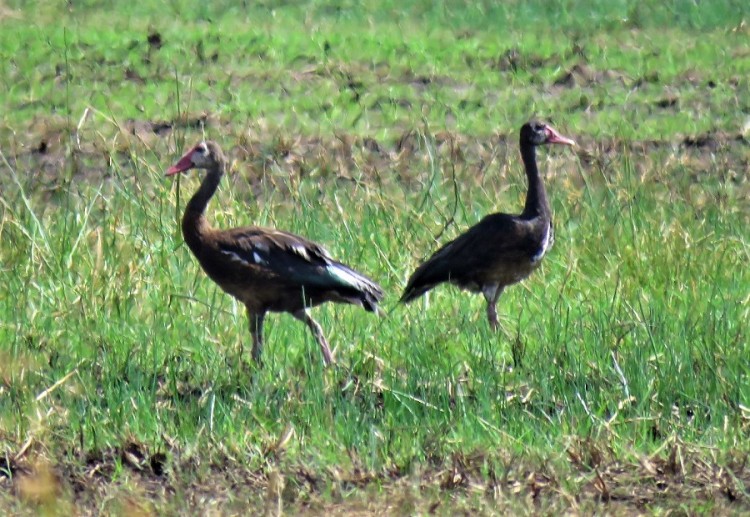 IMG_5969Spur-winged goose (2).JPG