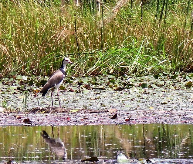 IMG_5984Long-toed Lapwing.JPG