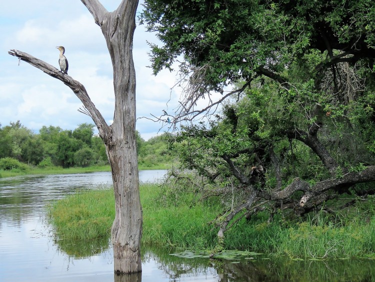 African darter+white-breasted cormorant+woodland kingfisher 130p.JPG