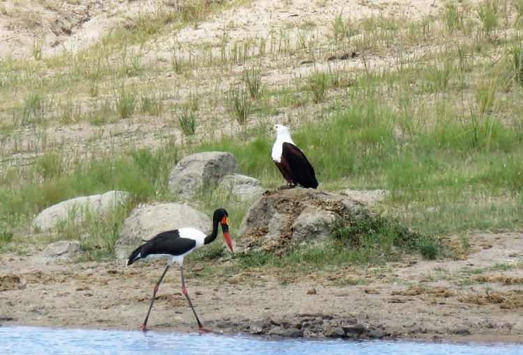 African fish-eagle+Saddle-billed stork 90p.JPG