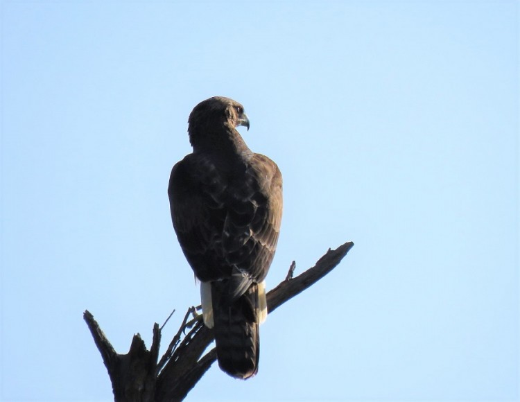 African hawk eagle 40p.JPG