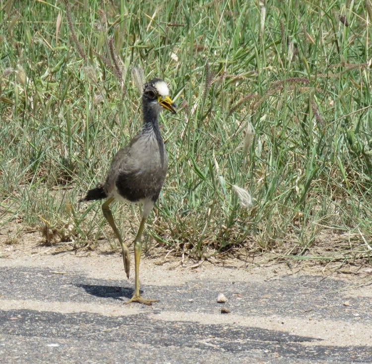 African wattled lapwing 40p.JPG