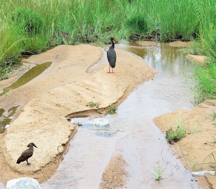 Black stork+hamerkop+three-banded plover 120p.JPG