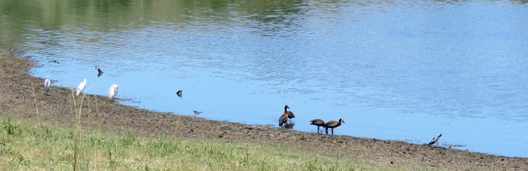 Blacksmith plover+cattle egret+common greenshank+white-faced ducks 130p.JPG