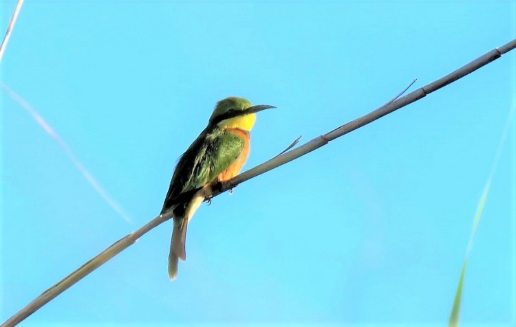 IMG_6030 (2)Swallow-tailed.JPG