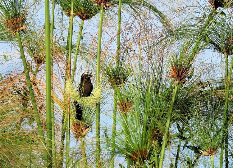 IMG_6058Thick-billed weaver.JPG