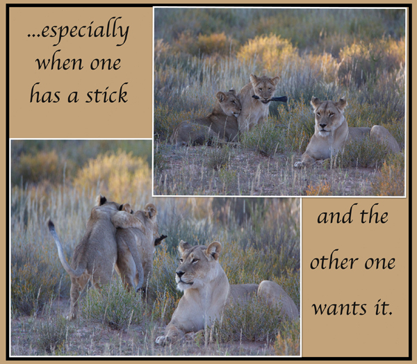 cub2.jpg