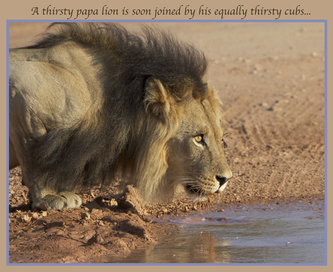 lion3.jpg