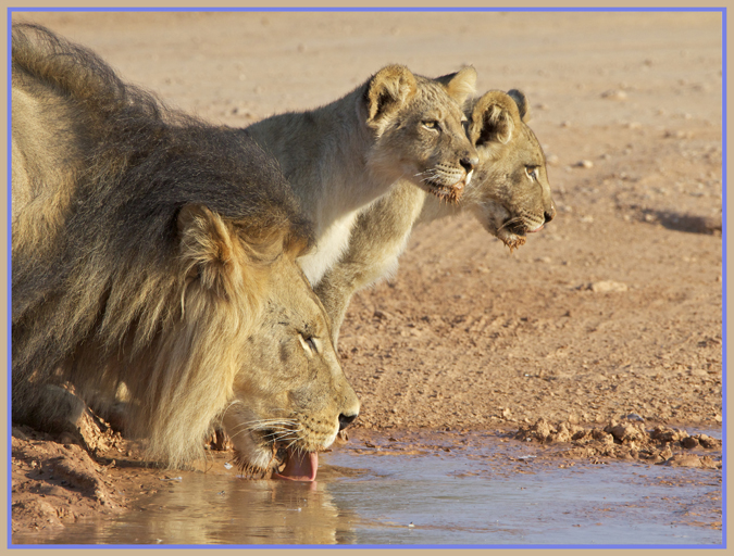 lion4.jpg