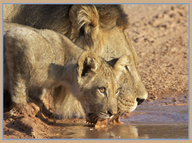 lion6.jpg