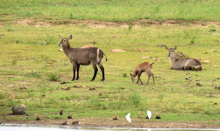 Blacksmith plover+cattle egret+white-faced duck 100p.JPG