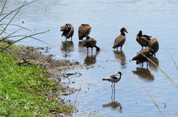 Blacksmith plover+white-faced duck 70p.JPG