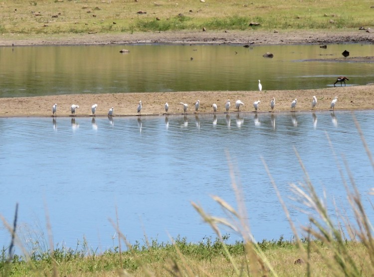 Cattle egret+egyptian goose 70p.JPG