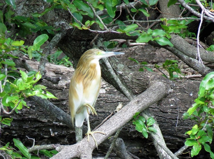 Squacco heron 40p .JPG