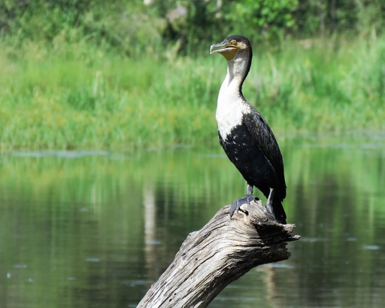 White-breasted cormorant 40p.JPG