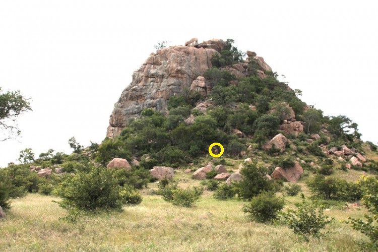 spot the animal.jpg