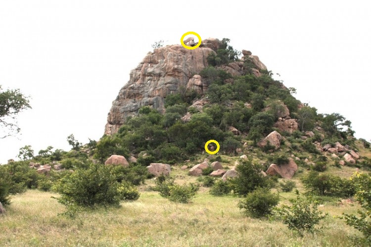 spot the animal.jpg