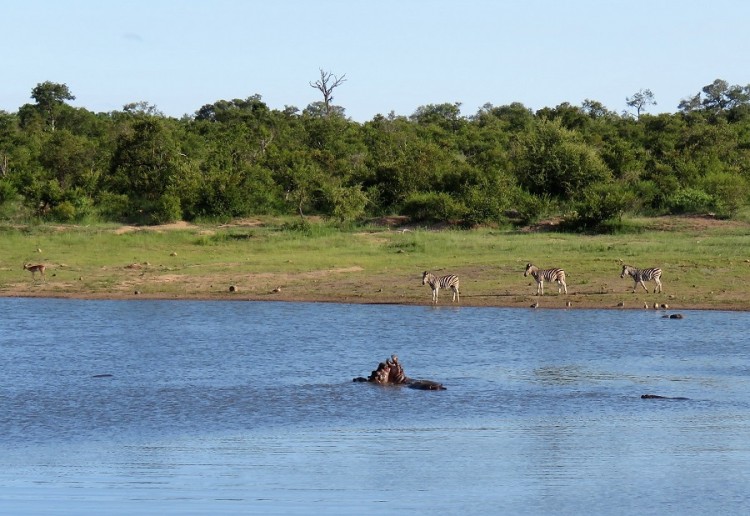 Hippo+impala+zebra 80 p .JPG