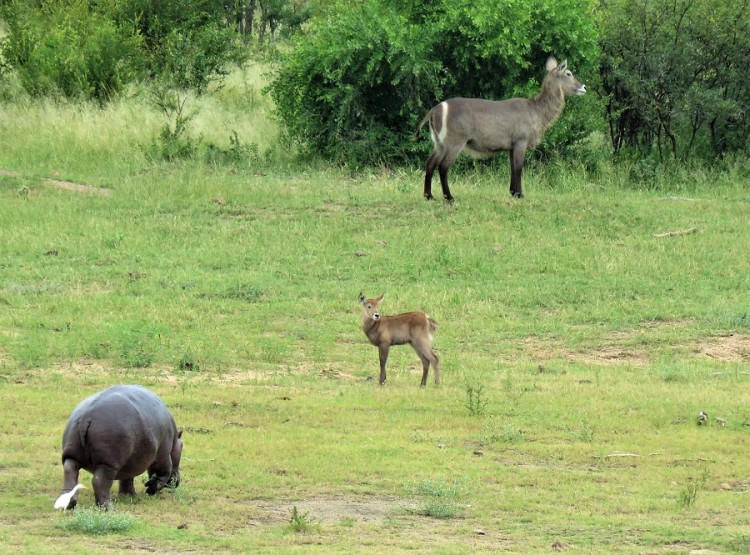 Hippo+waterbuck 50p.JPG