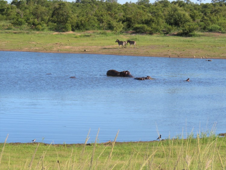 Hippo+zebra 50p .JPG