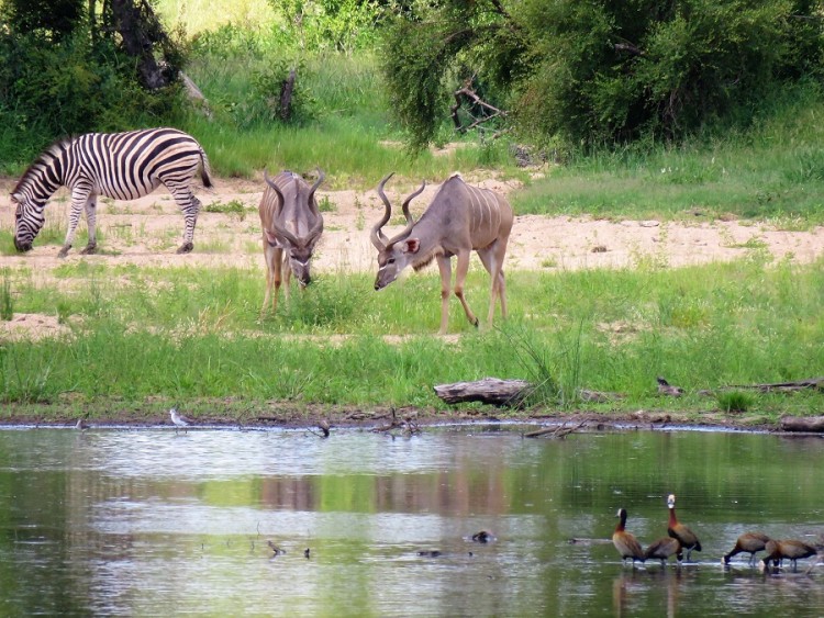 Kudu+Zebra 50p.JPG