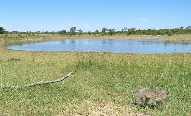 Hippo &  Vervet Monkey 50 Points.JPG
