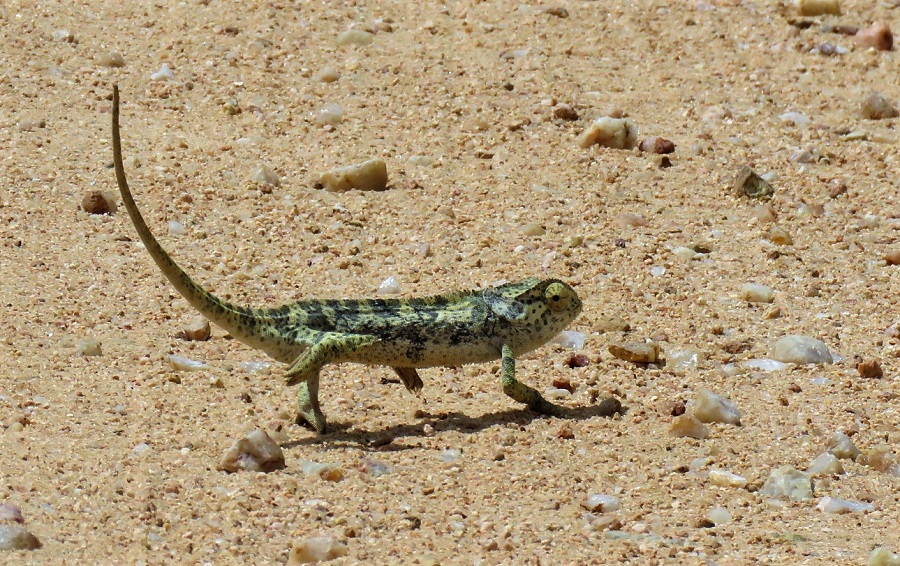 Voeltzkow's chameleon unseen for over a century re-discovered in