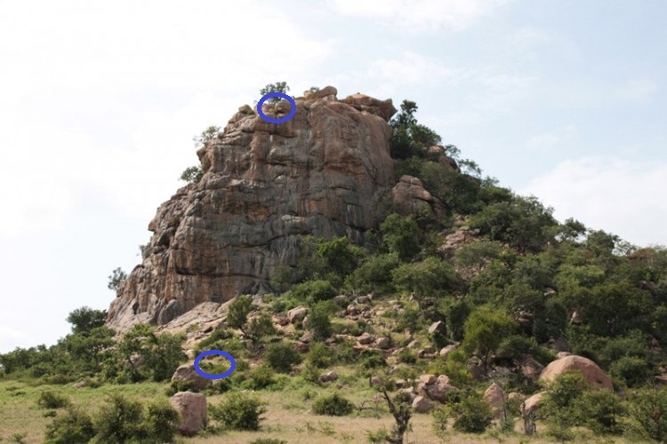 Spot the anminal 2.jpg