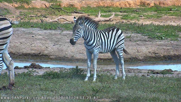 addo.jpg