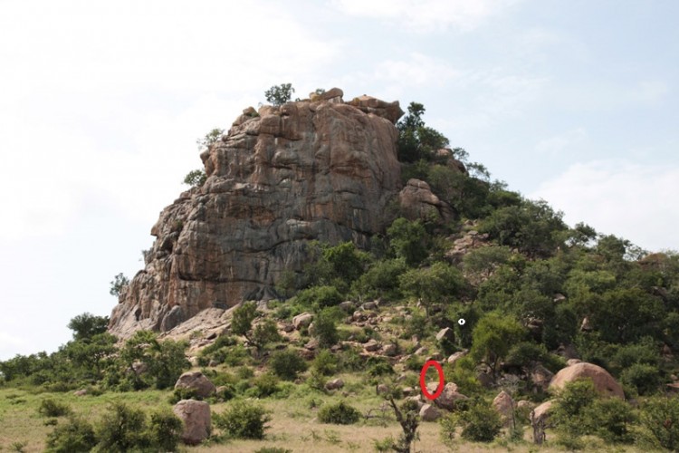 spot the animal 02.jpg