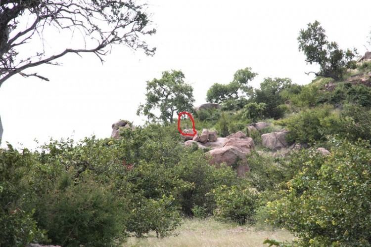spot the animal 03.jpg